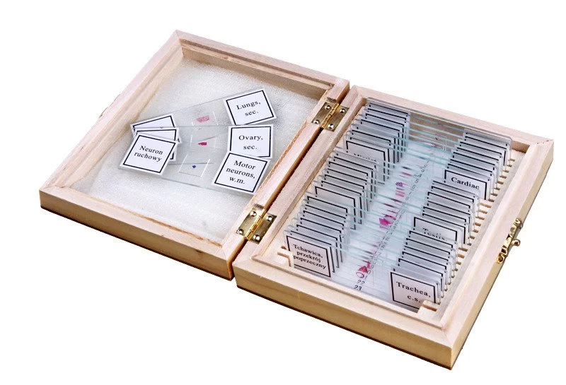 Preparaty biologiczne do mikroskopu - ANATOMIA CZŁOWIEKA (OPT-38-000657)