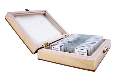 Preparaty biologiczne do mikroskopu - ZOOLOGIA (OPT-38-001435) - widok 4