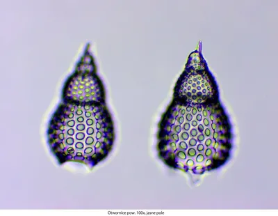 Mikroskop Delta Optical Genetic Pro Trino (DO-3406) - widok 8