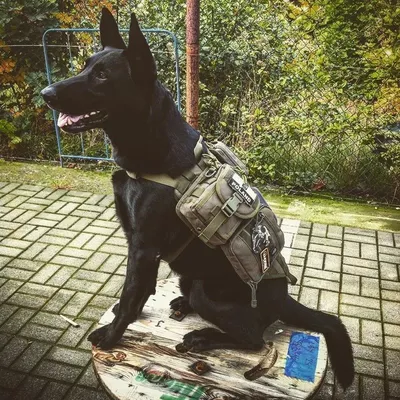 Kamizelka taktyczna dla psa PRIMAL GEAR - oliwkowa L (PRI-18-017429) - widok 2